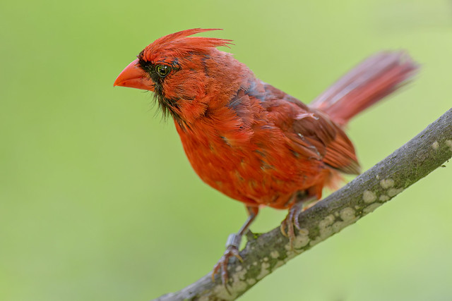 Cardinal Perched