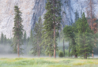 Foggy Trees, El Capitan Meadow 3