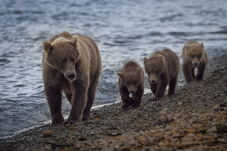 901 Bear Cubs-5 -