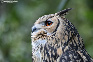 Bengal eagle owl - Zoo Amneville
