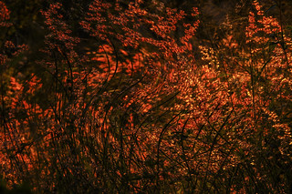 Backlit Grasses at Dawn, with a Twist. HSS!