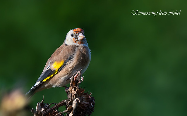 European goldfinch / Chardonneret élégant 