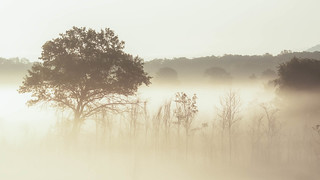 Morning fog, Trempealeau National Wildlife Refuge