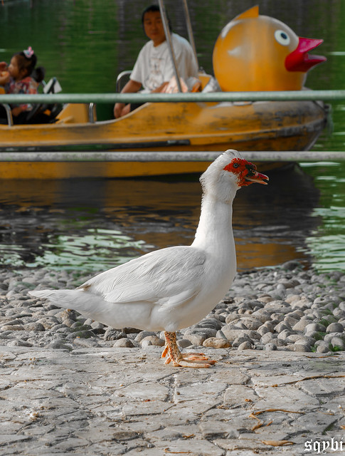 Goose Goose Duck?