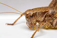 Pholidoptera griseoaptera (De Geer, 1773) ♀ - Photo of Camoël