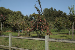 Orchard -  La Villegueurie, - Photo of La Gouesnière