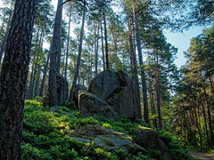 Rock in the forest - Photo of Urmatt