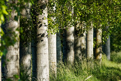 Trees - Photo of Rossfeld