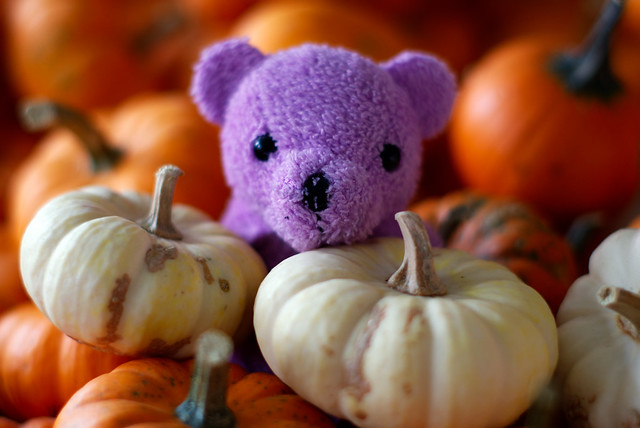Pumpkin teddy