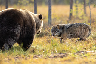 Gray Wolf and Brown Bear. Finland