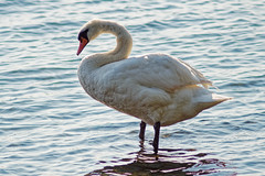 Swan - Photo of Gerstheim