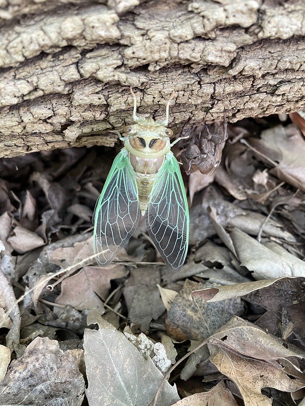 Cicada at East Aravaipa trailhead