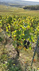 Wijnranken met achtergebleven trossen druiven - Photo of Belval-sous-Châtillon
