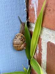 Snail - Photo of Périers-en-Auge