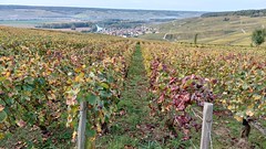 Wijngaarden Marnevallei