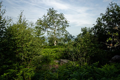 the old birch - Photo of Neuviller-la-Roche