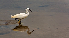Group A Section 1 HC A Egret With Reflection Robbie Clymo - Section 1 2023/24 Results
