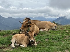 Col d-Ares Cows - Photo of Lamanère