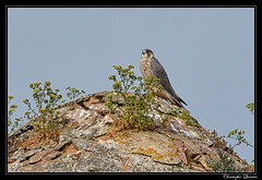 Faucon pélerin (Falco peregrinus) - Photo of Île-de-Bréhat