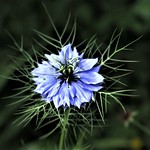 Love In A Mist by Sue Ould