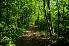 Green path - Photo of Gresswiller