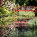 Bridge over a pond of Water Lilies by Paul Evenett
