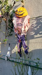 Halloween: Gehangen pompoenpop - Photo of Rilly-Sainte-Syre