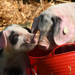 Snouts in the bucket. by David Morris