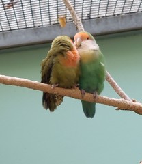 Twee kleurige parkieten - Photo of Payns