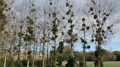 Bomen met maretakken - Photo of Savières