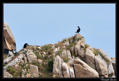 Grand cormoran (Phalacrocorax carbo) - Photo of Pleubian