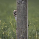 2nd PDI 1 Open - Timid Little Owl by Richard John White