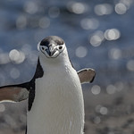 Chin Strap Penguin, Antarctica by Rachel Dunsdon