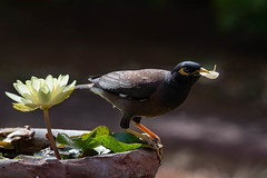 The waterlilly and the bird#1 Common mynah - Photo of Saint-Louis