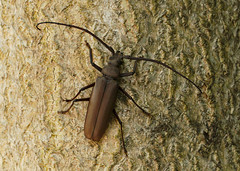 Aegosoma scabricorne (Cerambycidae), Maison-Neuve, Vallée du Chassezac, France