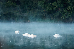 Sleeping swans