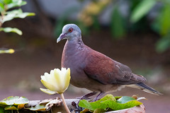 The waterlilly and the bird#3 Malagasy Turtle Dove - Photo of Saint-Louis