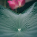 Orchard lotus 1