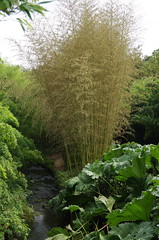 Bambus, Mammutblatt - Photo of Saint-Divy
