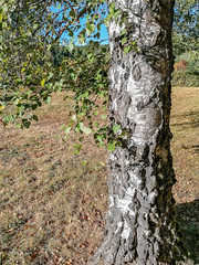 Birch - Photo of Quarré-les-Tombes