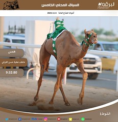 صور.. منافسات الجذاع العامة السباق المحلي الخامس ميدان الشحانية (صباح) 4-11-2023