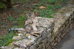 Relaxed Cat - Photo of Saint-Cyr-le-Chatoux