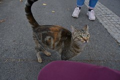 Oingt Friend - Photo of Salles-Arbuissonnas-en-Beaujolais