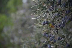 Olives, Le Baux-de-Provence - Photo of Les Baux-de-Provence