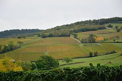 Vineyards, Burgundy