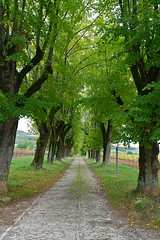 Tree-lined roads, Burgundy