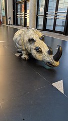 Un rhino dans la nef