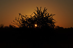 Sun rise behind the tree