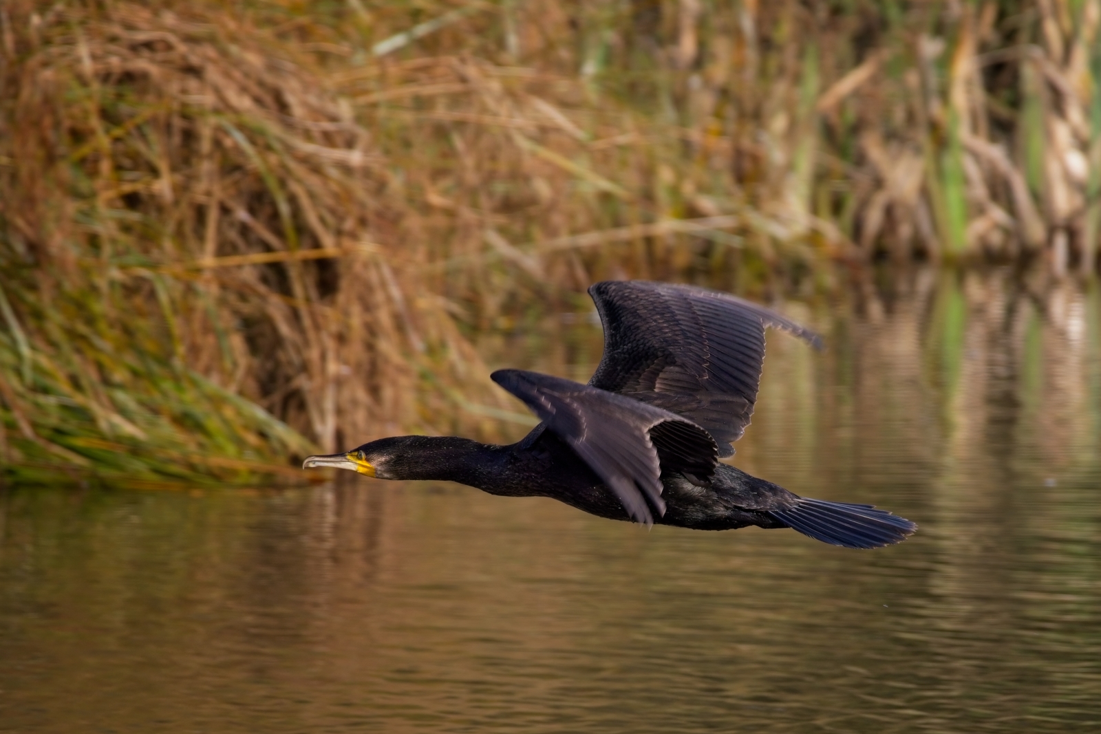 Group A 6th Place Cormorant In Flight Chris Vincenti - Section 2 2023/24 Results