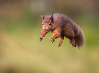 RED SQUIRREL JUMPING